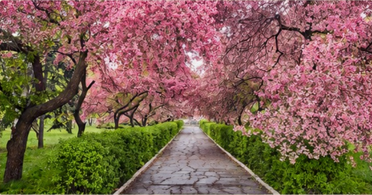 Sendero en Flor