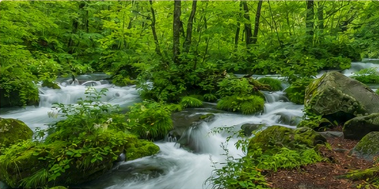 Río del Bosque