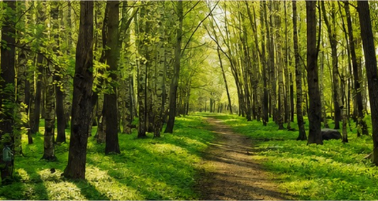 Sendero de Primavera