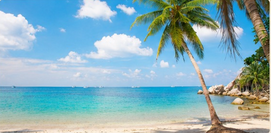 Palmera al Mar