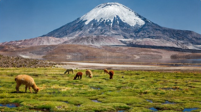 Altiplano Andino