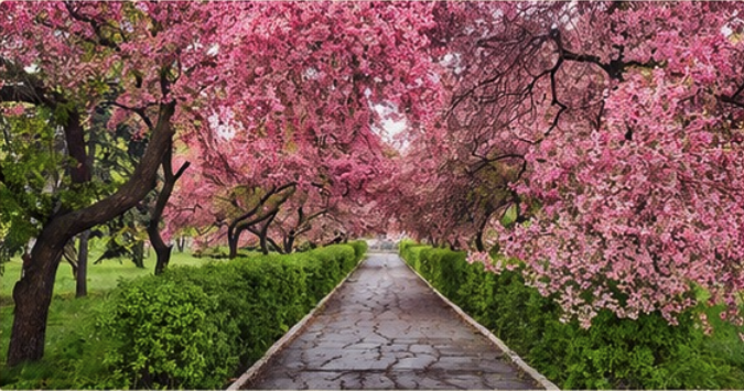 Sendero en Flor