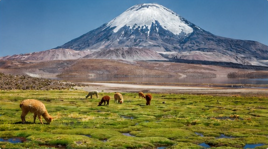 Altiplano Andino